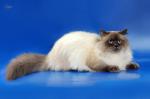������� ������� (����)