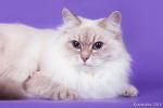 ���� ����� ������ (����)