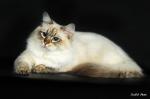 Darling (����)