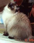 ����� ������ ���� (����)