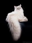 ������� �� ������� ������� �� ��������*�� (����)