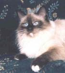 Esmeralda Silk Mask (����)