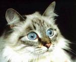 ������� (����)