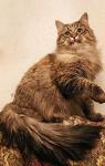 �������� ������ ������ (����)