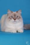 �������� ������������ ������� (����)