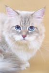 Nicols Nevskoe Chudo (����)