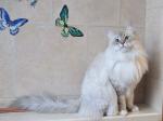 Hloya Danvel (����)