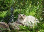����� ������ ���� (����)