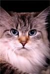 ����� (����)