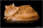 ���� ������� ������ ��� �������� (����)