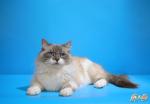 ��������� ����������� ���� (����)