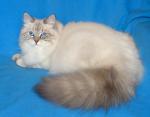 Maru Siberian Samotsvet (����)