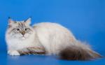 Prince Zhemchug Nevy (����)
