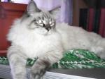 ������� (����)