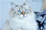 ������ ��������� (����)