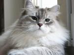 ������ ������� ��� (����)