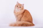 ������� ����� ����������� ������� (����)