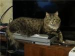 ������ (����)
