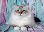 ������ ������� ������� (����)