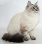 ��������� ������ ���� (����)