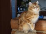 ����� - ����� ������ (����)