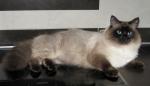 ��������� ������ ���� (����)