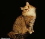Halisha of Ratush (����)