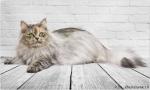 ������ ���� ������� �� �������� (����)