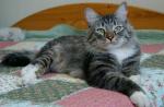 Charoit Seliger (����)