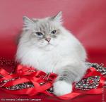Ustiniana Siberian Samotsvet (����)