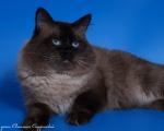������� ������ (�����) (����)