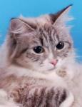 ���� ���������� ����� (����)
