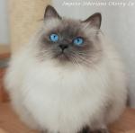 Impero Siberiano Cherry Lu (����)