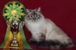 ���� ������ (����)
