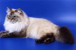 ��������� ������ ���� (����)