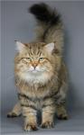 ���� �������� ������� (����)