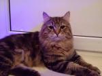 ������-���� ����� (����)