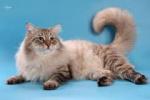 ������� ������ ���� (����)