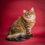 ������ ��������� �� ������� (����)