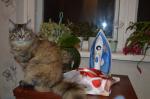 ����� (����)