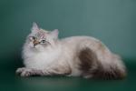 ������ (����)