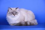 ������� ��� ���� (����)