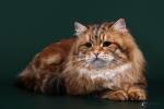 ������� ������ ������ (����)