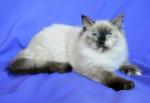 ������ �� ������� (����)