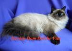������ ���� ������� ��� (����)