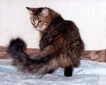 ������ ������� (����)