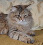 Amber Colour Foot*PL (����)