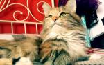 Gargantua Felis Felicis*SK (����)