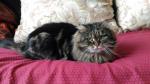 ������� (����)
