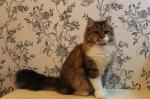 ��-���� ����� (����)